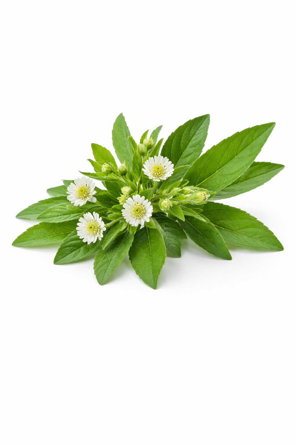 Pure Herbal Extracts