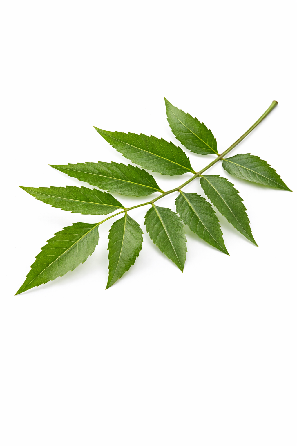 Neem Leaf